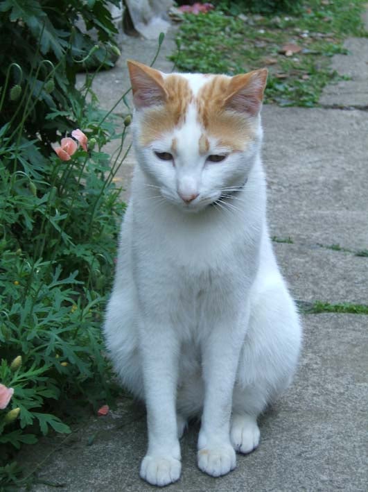 neko2