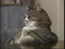 ねこ０６