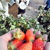 あけましておめでとうございますの画像