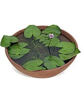 睡蓮セット