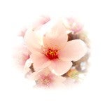 sakura-