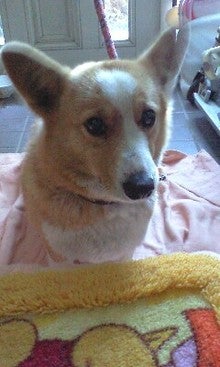 hiro-chanさんのﾌﾞﾛｸﾞ-090124_1515~0002.jpg