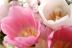 永久なる想い。。-webflora_210yu1s-fushigipink--398b_1.jpg
