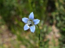 blue1