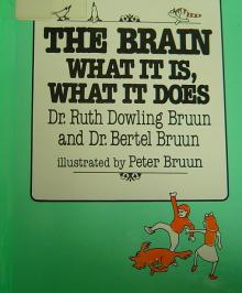 bruun the brain what it is what it does