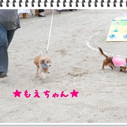 画像 【わんわん運動会！！ｉｎ２００８】part１♪ の記事より 45つ目