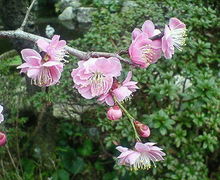 ～バリエステＥｎａｋ～-200902151357001.jpg
