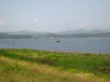 鳶と宍道湖