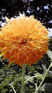2008080311560000.jpg