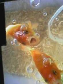 きんちゃん-ぱくぱく