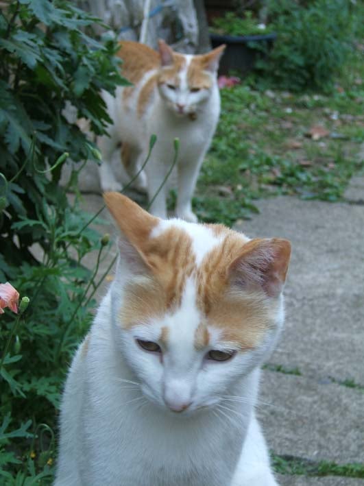 neko3