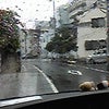 雨降りだねぇの画像