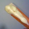 人参好きですか？②の画像