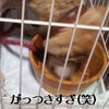 わんちゃんの画像