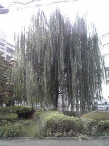 2008091309290000.jpg