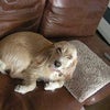 くいしんぼう。の画像