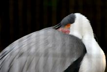 IMG_2247.jpg