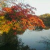 忘れてました。鎌倉の紅葉。♪の画像