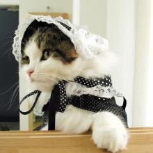 ねこ２