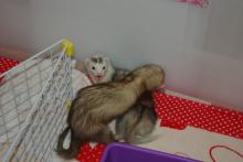 バトルも