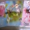 カード♪②の画像