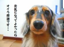 よかったね。ルフィあっぷです！