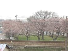 桜