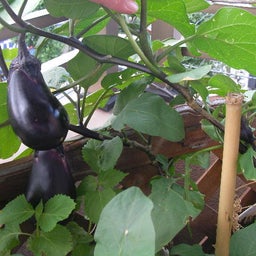 画像 菜園日記　：　メタボなすができたぜぃ の記事より 3つ目