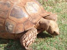 turtle