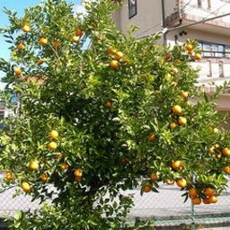 集翠園のブログ