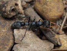 bullant