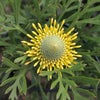 オーストラリアの花の画像