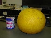 安政柑