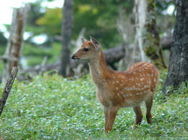 sika