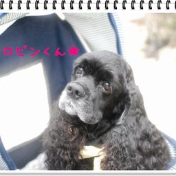 画像 【わんわん運動会！！ｉｎ２００８】part１♪ の記事より 61つ目