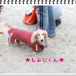 画像 【わんわん運動会！！ｉｎ２００８】part１♪ の記事より 48つ目