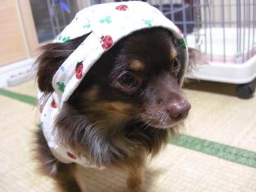 ちわわっこ生活