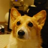  犬が欲しい…の画像