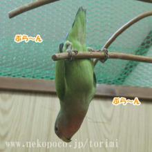 コザクラインコの「そら」