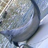 城崎マリンワールド☆⑮の画像