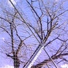 元旦の記憶。の画像