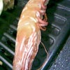 正月に１人…⑥の画像