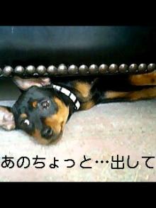 ソーファーにはまる犬