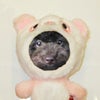 ラムちゃんとモコちゃん　byベイビー菊の画像