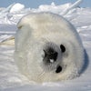 癒されます。。。の画像