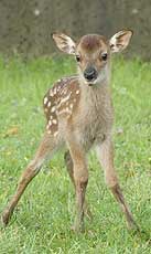 sika0