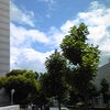 秋の空～広島市民球場の画像
