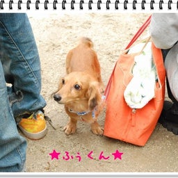 画像 【わんわん運動会！！ｉｎ２００８】part１♪ の記事より 51つ目