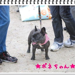 画像 【わんわん運動会！！ｉｎ２００８】part１♪ の記事より 27つ目