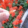 花チューチュー花の画像